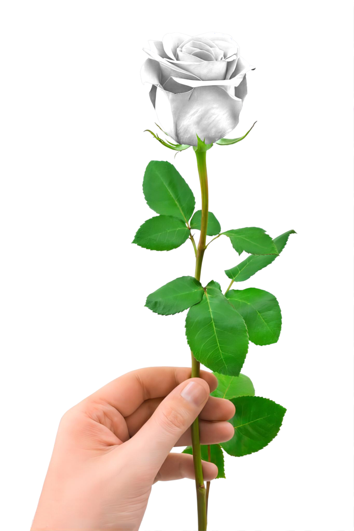 花类白玫瑰免抠图