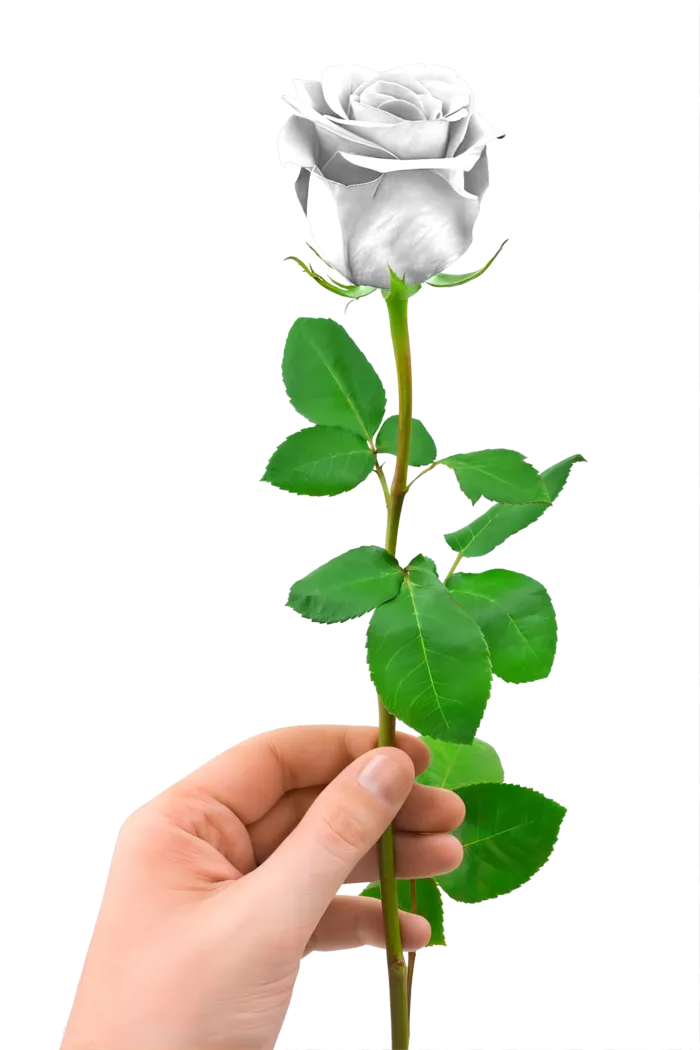 花类白玫瑰免抠图