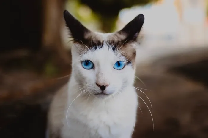 可爱猫咪猫猫摄影素材