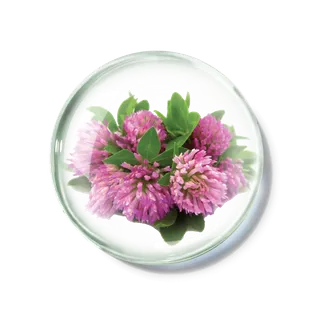 化妆品产品成分—红车轴草花 免抠图