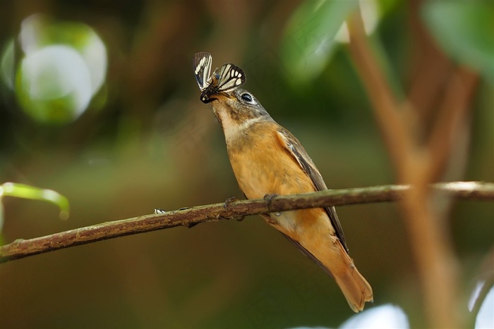 鸟类棕尾褐鹟大图