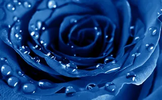 高清蓝色玫瑰图片下载