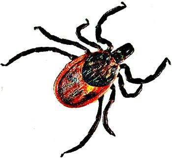 蜱虫 PNG免抠(350x320)