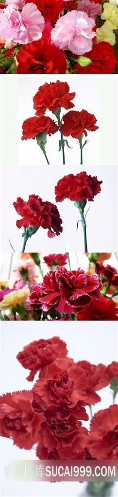 娇艳的康乃馨素材
