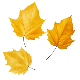 黄色的叶子免抠