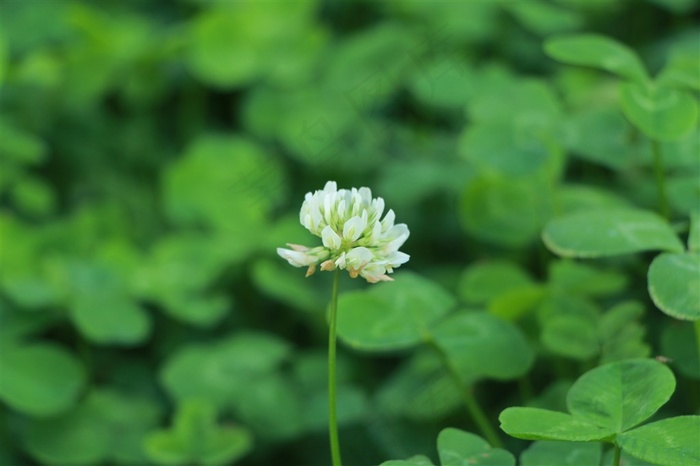 三叶草之花幸福美丽花