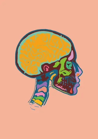 人体头部结构剖析