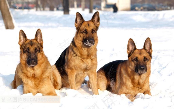 雪地上的三只警犬