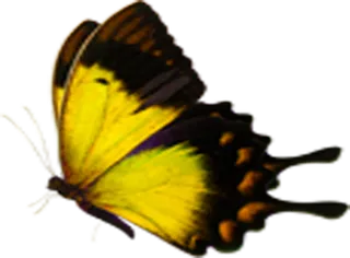 蝴蝶古典元素传统