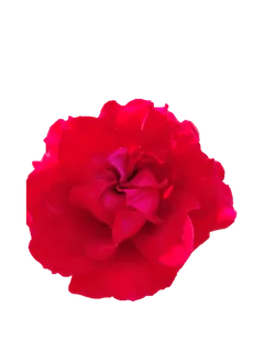 红玫瑰“免抠”