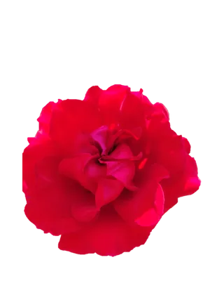 红玫瑰“免抠”