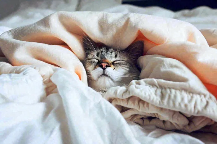 被窝里睡觉的猫猫，可爱的动物摄影图(1344x896)