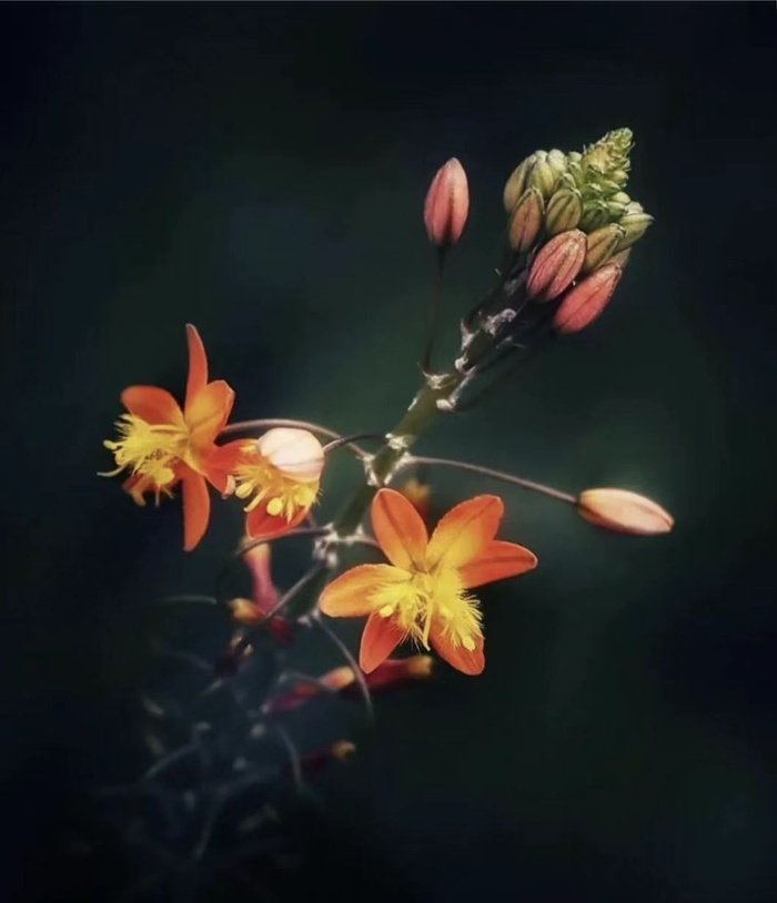 花朵背景图