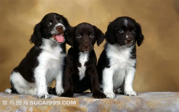 蹲着的三只小狗摄影素材