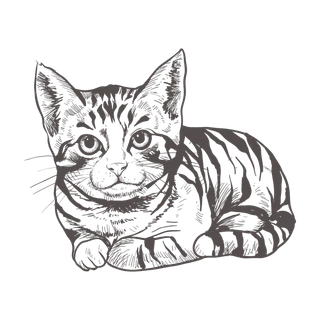 手绘猫咪图案