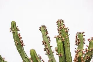 绿色仙人掌仙人球摄影素材