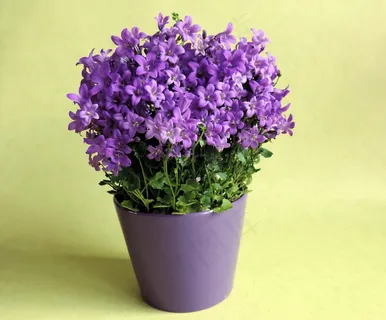 紫色盆栽花卉图片 紫色盆栽花卉图片