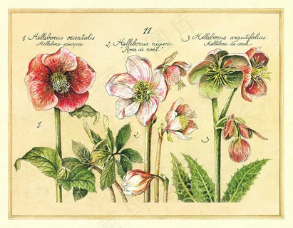 复古花卉花束艺术插画 复古花卉花束艺术插画