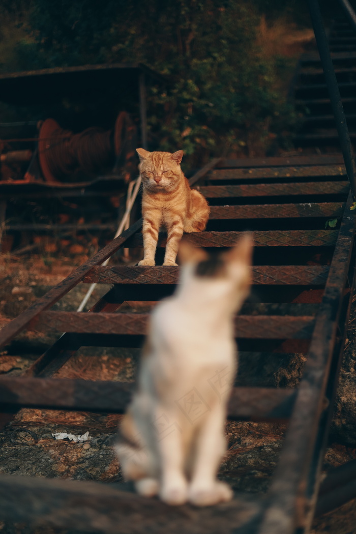 两只慵懒小猫图片