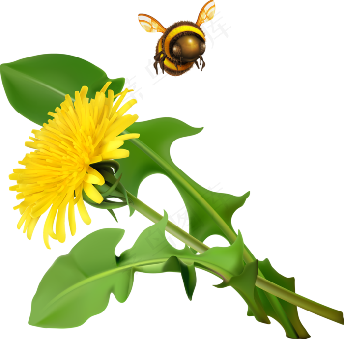 手绘草本中药药材