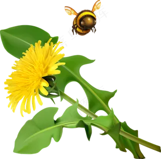 手绘草本中药药材