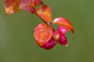 唯美植物嫩芽壁纸图片