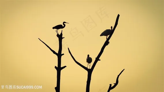 树枝飞鸟剪影壁纸