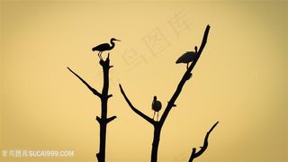 树枝飞鸟剪影壁纸