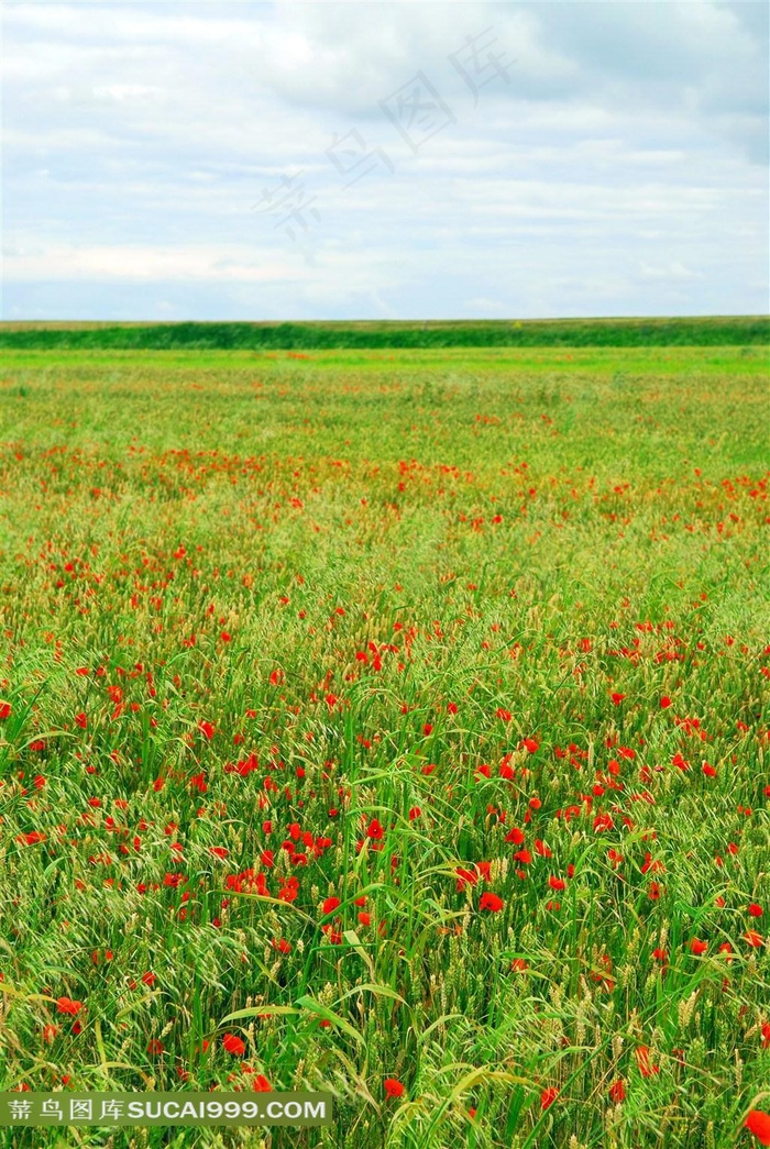 一望无际的红花绿草高清图片2张
