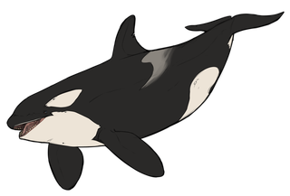 白鲸卡通简笔动物