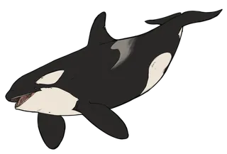 白鲸卡通简笔动物