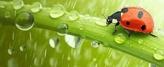 春天雨水叶子绿叶上的七星瓢虫，虫类，谷雨春分摄影图