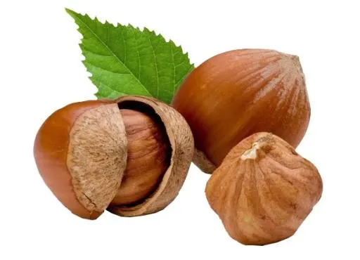 榛子 PNG免抠(613x444)