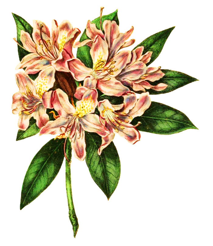 复古手绘植物花卉玫瑰花PNG免扣图案高清图片PS设计素材图