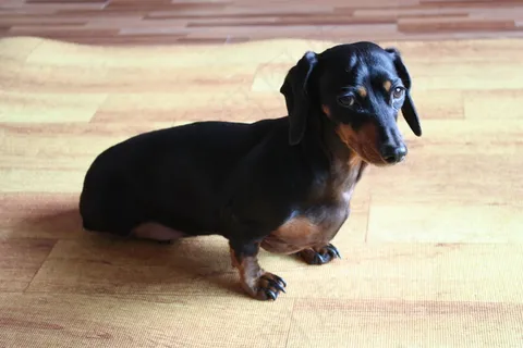 黑色腊肠犬图片 黑色腊肠犬图片
