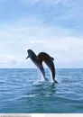 海中生物-两只嬉戏的海豚
