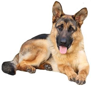 德国牧羊犬 PNG免抠(300x283)