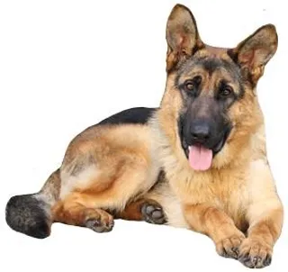 德国牧羊犬 PNG免抠