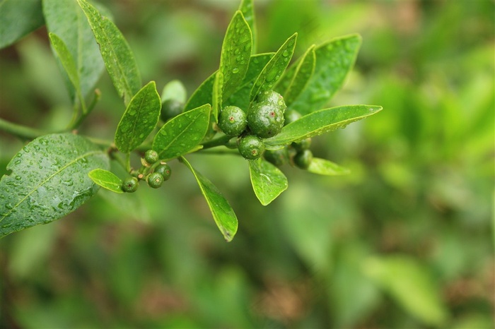 绿色的小清新柑橘树