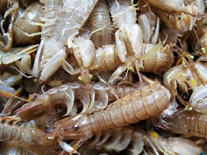 鲜虾海鲜美食图片素材