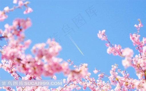 蔷薇科粉色的樱花图