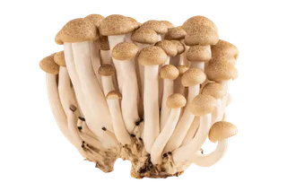 蟹味菇蔬菜素材免扣