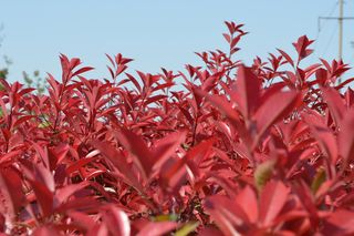 大蜀山森林公园风景图片-第6张