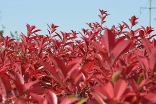 大蜀山森林公园风景图片-第6张