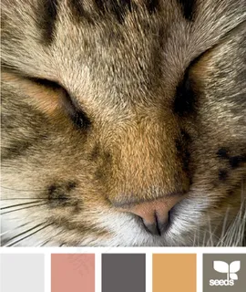 动物配色色卡色彩搭配