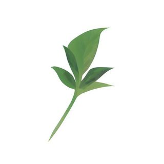 叶子树叶免抠
