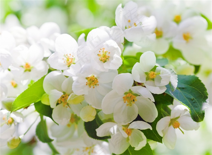 唯美白色樱花鲜花图片