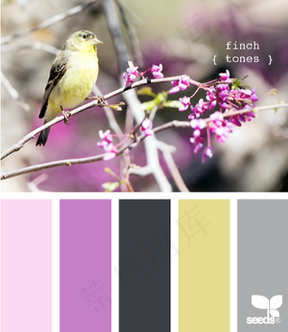 家禽鸟类配色色卡色彩搭配