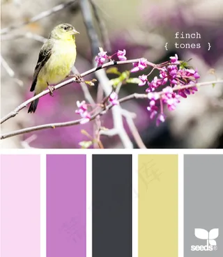 家禽鸟类配色色卡色彩搭配