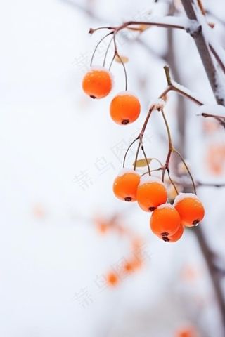 简约冬天树枝雪景背景